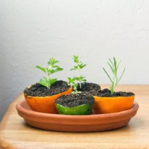 Les avantages et les inconvénients des écorces d'orange, les règles de leur préparation, stockage et utilisation