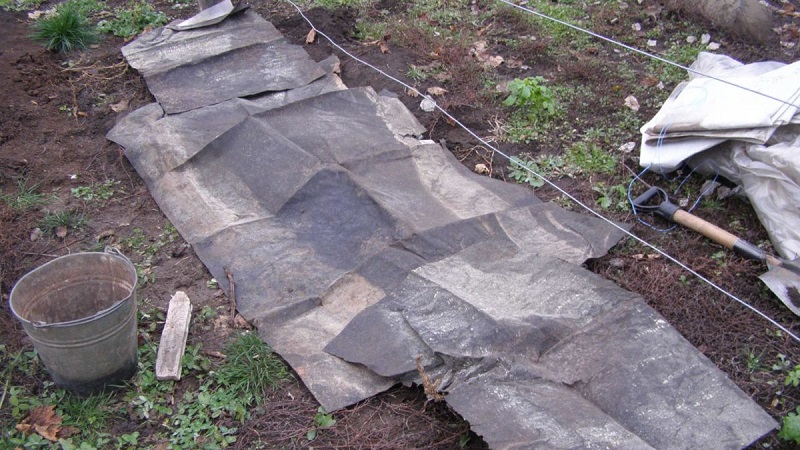 Instructions étape par étape: comment bien couvrir les raisins pour l'hiver