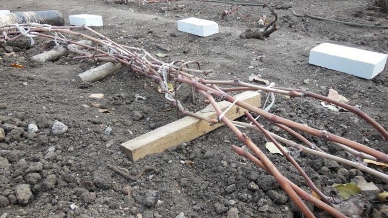 Instructions étape par étape: comment bien couvrir les raisins pour l'hiver