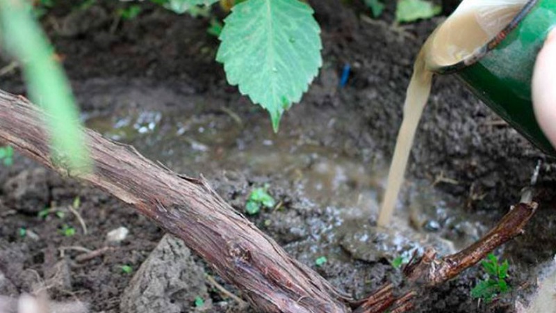 Instructions étape par étape: comment bien couvrir les raisins pour l'hiver