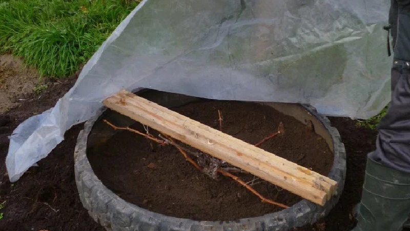 Instructions étape par étape: comment bien couvrir les raisins pour l'hiver