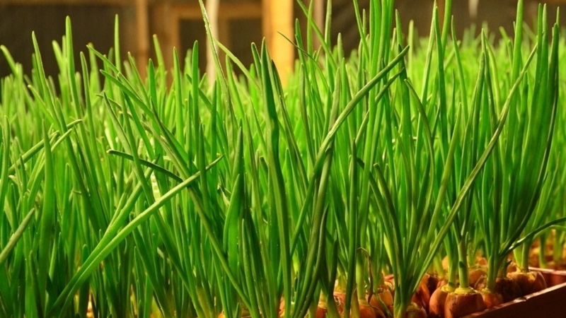 Instructions étape par étape pour forcer les oignons pour les herbes à la maison et sur le site