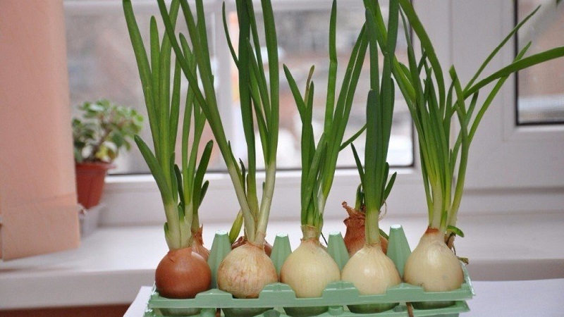 Instructions étape par étape pour forcer les oignons pour les herbes à la maison et sur le site