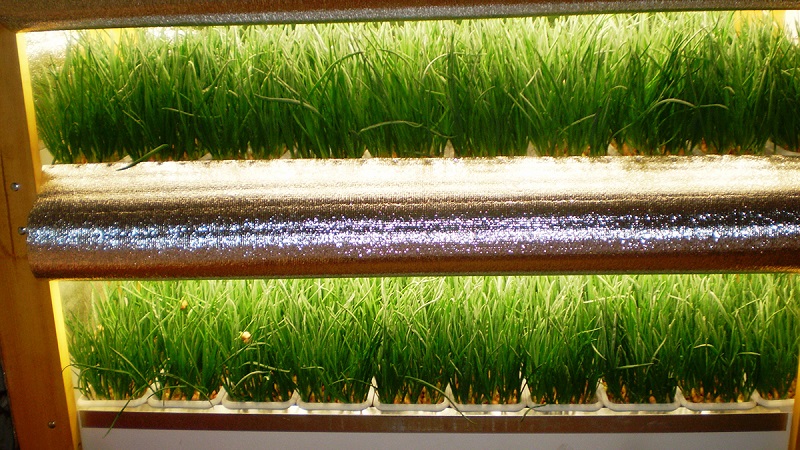 Instructions étape par étape pour forcer les oignons pour les herbes à la maison et sur le site