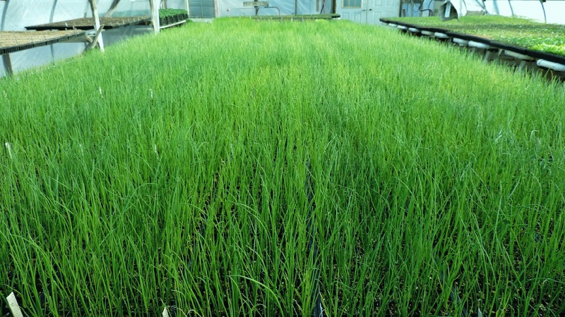 Instructions étape par étape pour forcer les oignons pour les herbes à la maison et sur le site