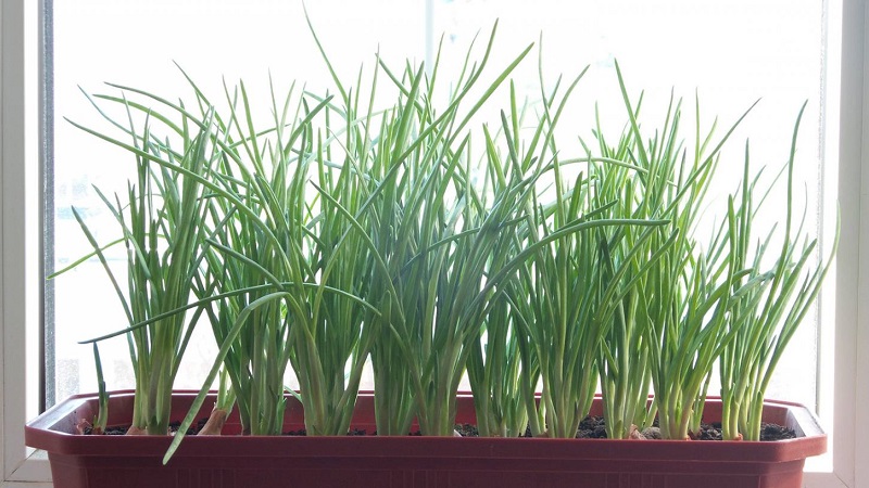 Instructions étape par étape pour forcer les oignons pour les herbes à la maison et sur le site