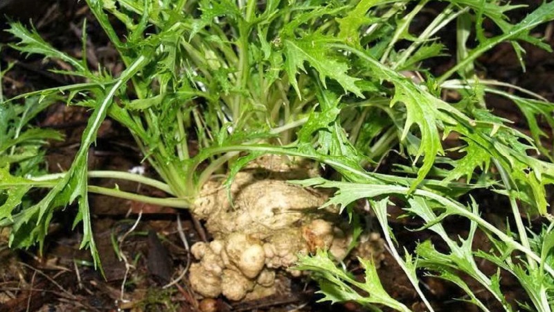 Règles de semis et caractéristiques de la culture du chou japonais (mizuna)