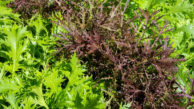 Règles de semis et caractéristiques de la culture du chou japonais (mizuna)