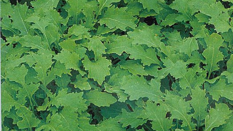 Règles de semis et caractéristiques de la culture du chou japonais (mizuna)