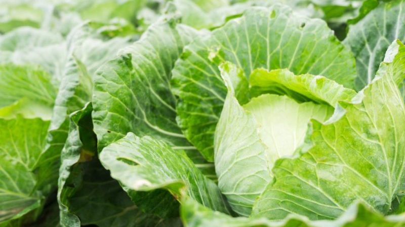 Règles de culture et sélection des variétés de choux précoces