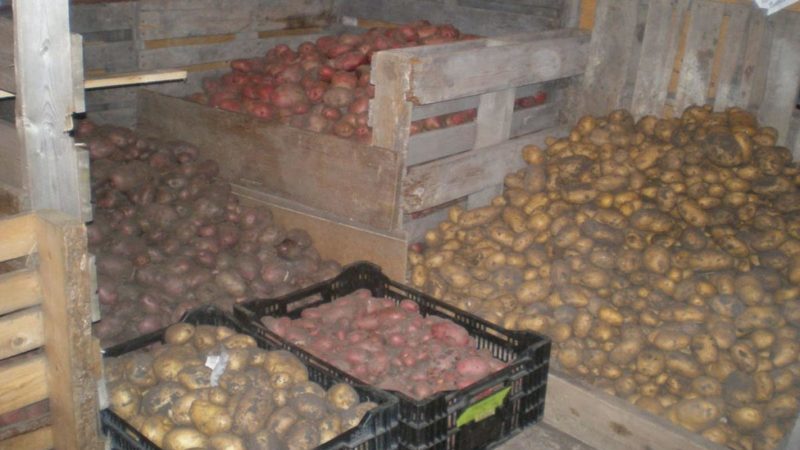 Caractéristiques d'un bon stockage des pommes de terre: de A à Z