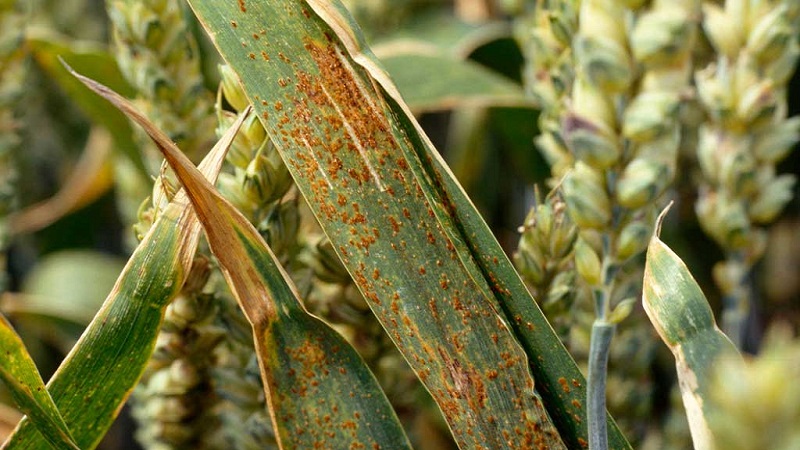 Causes de la rouille du blé et méthodes pour y faire face