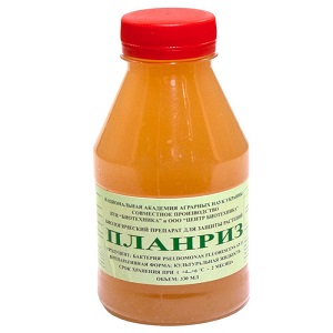 Causes de la rouille du blé et méthodes pour y faire face