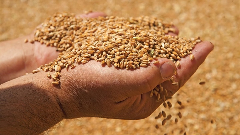 Qu'est-ce que le blé fourrager et où est-il utilisé