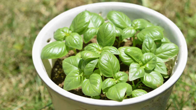 Comment et quand planter correctement des plants de basilic dans la région de Moscou