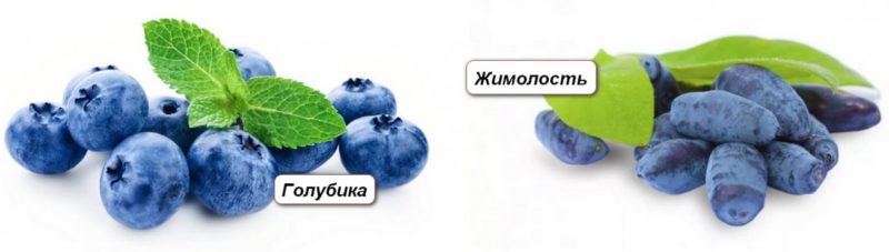 Quelle est la différence entre la myrtille et le chèvrefeuille - Comment les distinguer