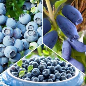 Quelle est la différence entre la myrtille et le chèvrefeuille - Comment les distinguer