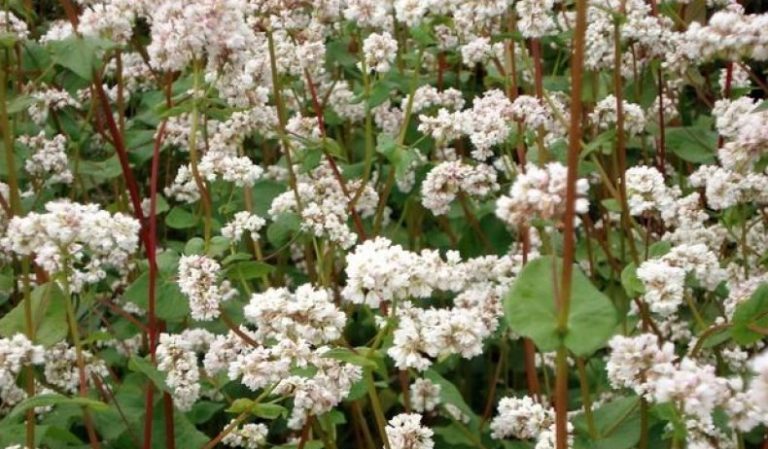 Variétés de variétés de sarrasin, leur description et leurs caractéristiques