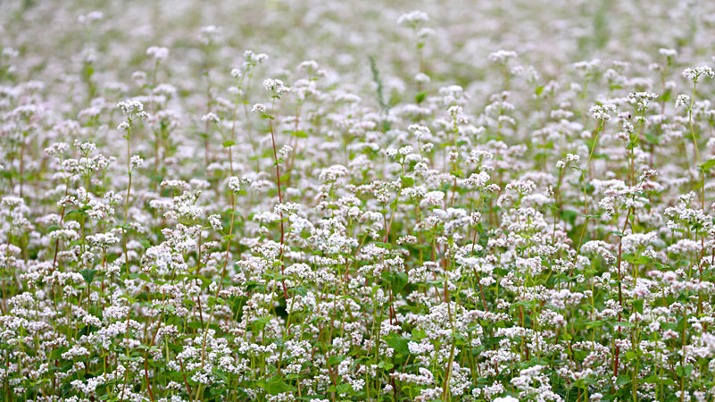 Variétés de variétés de sarrasin, leur description et leurs caractéristiques