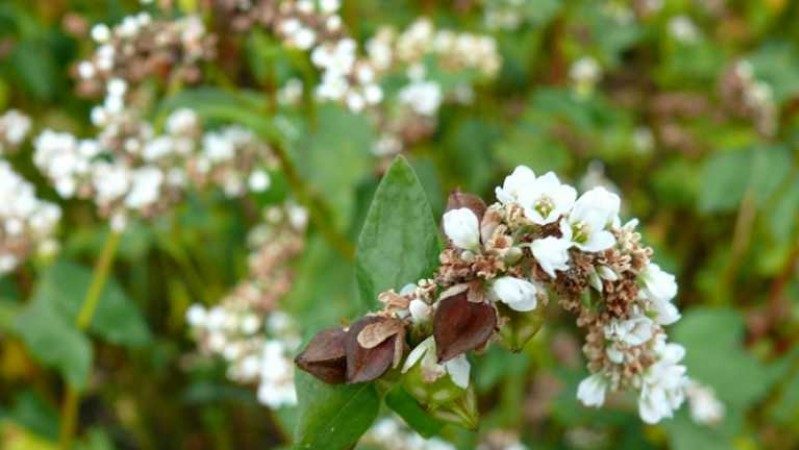 Variétés de variétés de sarrasin, leur description et leurs caractéristiques