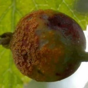 Pourquoi la rouille de la groseille à maquereau est-elle apparue et que faire pour s'en débarrasser