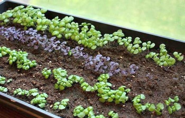 Comment et quand planter correctement des plants de basilic dans la région de Moscou