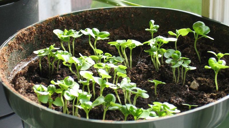 Comment et quand planter correctement des plants de basilic dans la région de Moscou