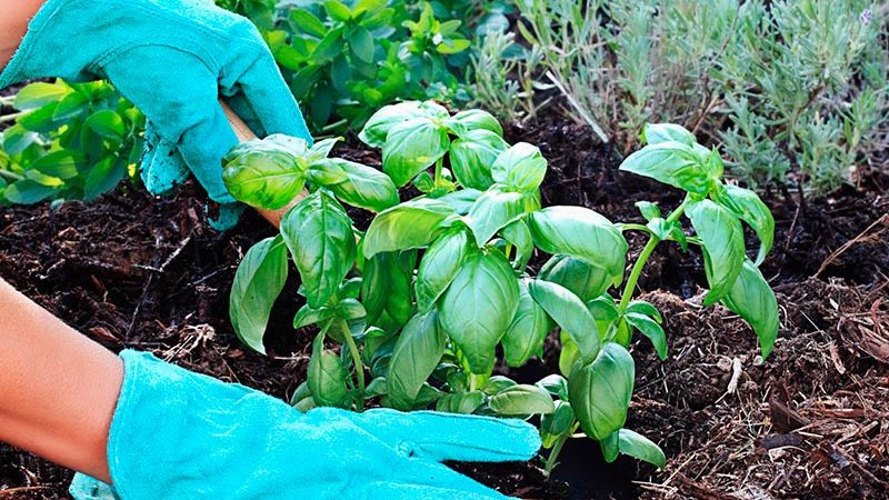 Comment et quand planter correctement des plants de basilic dans la région de Moscou