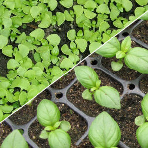 Comment et quand planter correctement des plants de basilic dans la région de Moscou