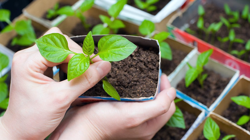 Comment et quand planter correctement des plants de basilic dans la région de Moscou