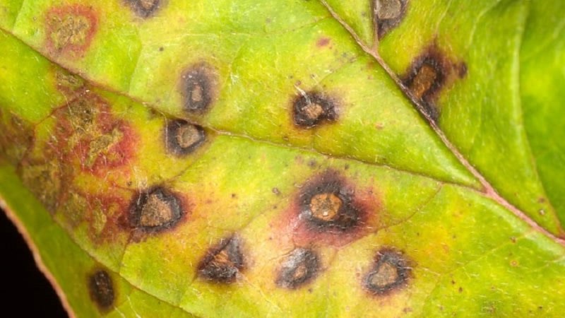 Maladies et ravageurs des groseilles à maquereau et méthodes pour y faire face