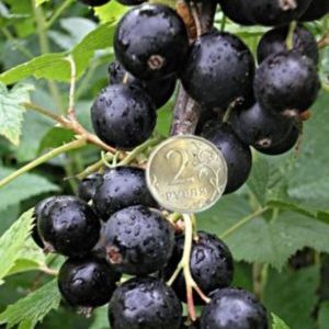 Variété de cassis Un miracle ordinaire: caractéristiques, règles de plantation, d'entretien et de reproduction