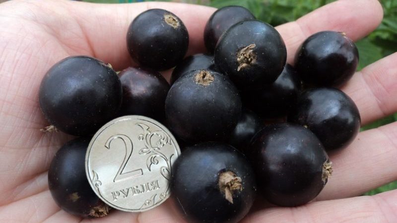 Variété de cassis Un miracle ordinaire: caractéristiques, règles de plantation, d'entretien et de reproduction