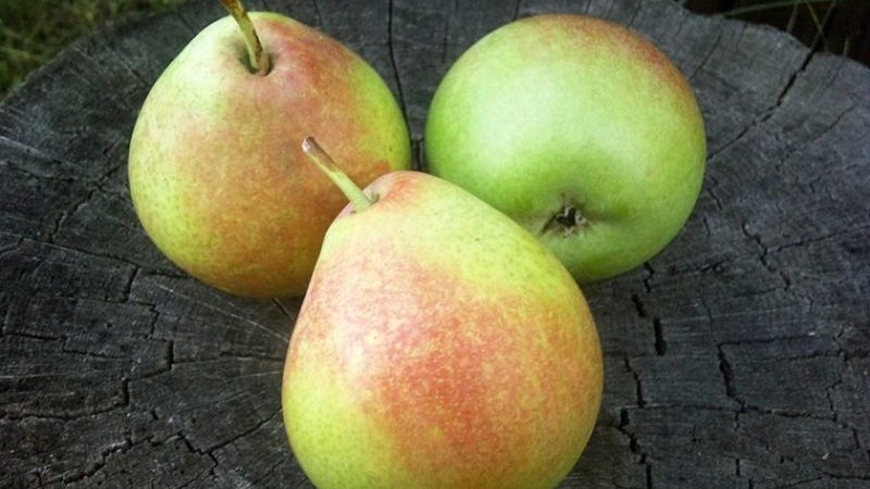 Variété de poire résistante à haut rendement Elena