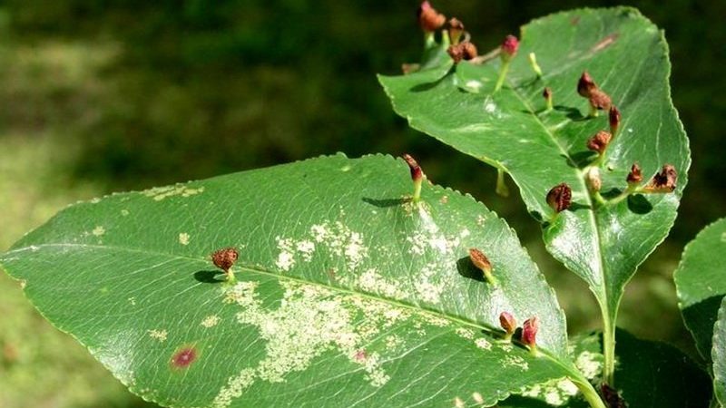 Variété de poire à haut rendement sans prétention Victoria