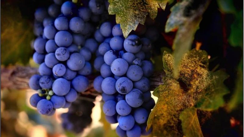 Cépages non couvrants pour la région de Leningrad