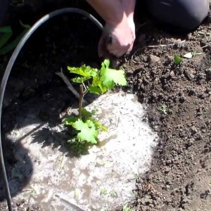 Cépage Veles délicat et parfumé provenant d'éleveurs ukrainiens