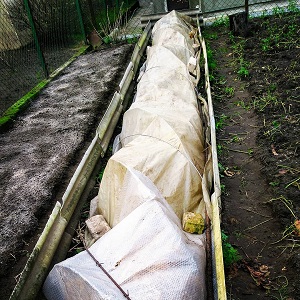 Cépage Veles délicat et parfumé provenant d'éleveurs ukrainiens