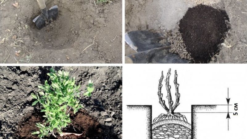 Caractéristiques de la plantation et de l'entretien du chèvrefeuille dans l'Oural