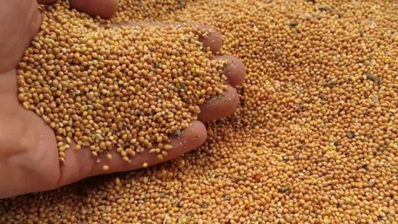 Dates et taux de semis de mil avec une méthode de semis ordinaire et un soin supplémentaire des plantations