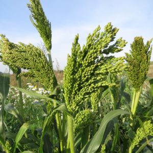 Dates et taux de semis de mil avec une méthode de semis ordinaire et un soin supplémentaire des plantations