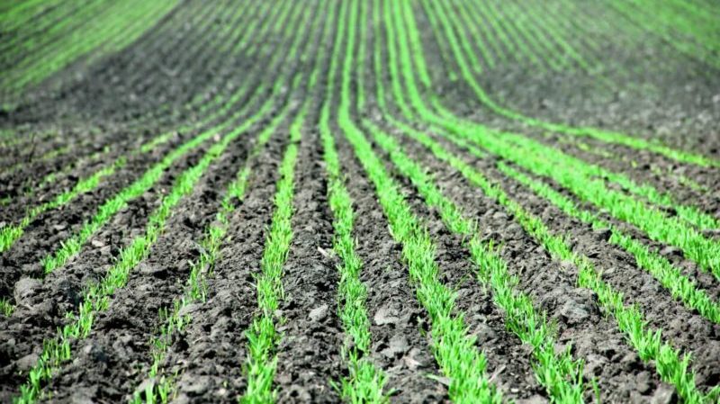 Dates et taux de semis de mil avec une méthode de semis ordinaire et un soin supplémentaire des plantations