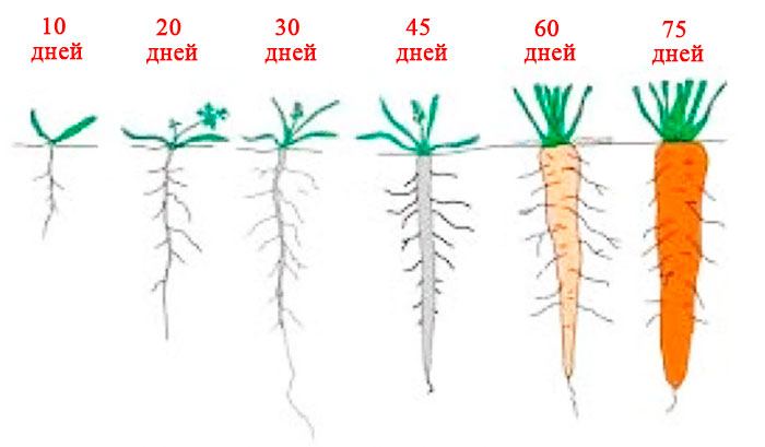Nous analysons la structure du système racinaire des carottes - quelles sont ses caractéristiques