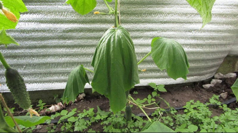 Comment être et que faire si les feuilles de concombre se fanent dans une serre: recettes pour le traitement