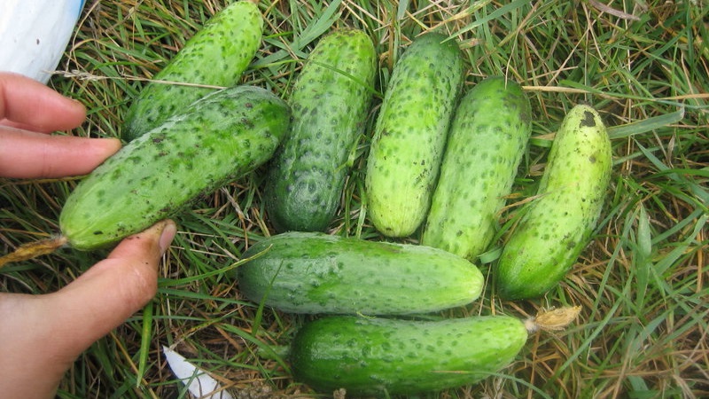 Choisir des variétés de concombres autogames pour la serre résistantes aux maladies