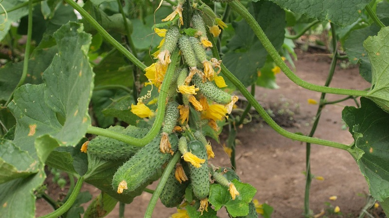 Choisir des variétés de concombres autogames pour la serre résistantes aux maladies