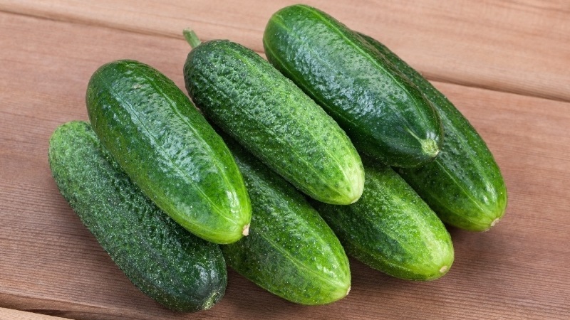 Choisir des variétés de concombres autogames pour la serre résistantes aux maladies