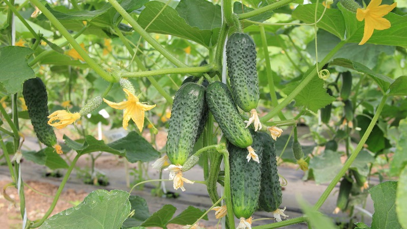Choisir des variétés de concombres autogames pour la serre résistantes aux maladies