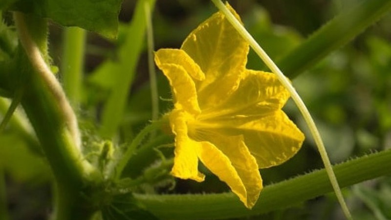 Choisir des variétés de concombres autogames pour la serre résistantes aux maladies