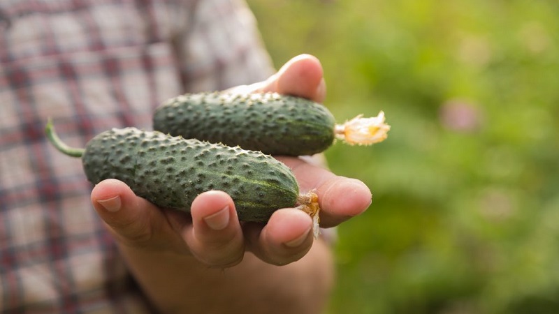 Choisir des variétés de concombres autogames pour la serre résistantes aux maladies